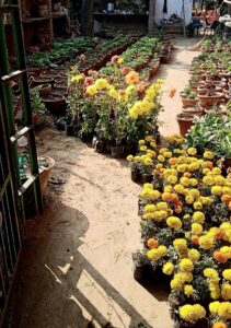 Smiling Tree planted 750 flowering plant varieties of dianthus, petunias, marigold, dahlias and crotons at Hansraj College