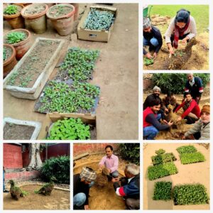 Smiling Tree planted 1100 pansies, kale, petunias, alyssum, flowers at Hansraj College this week. A beautiful peackock pair with flowers all around is being innovatively created in one of the many gardens in the campus.