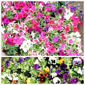 Smiling Tree contributed hundreds of Petunias & Pansies flowers to Hansraj College for plantation there on 21 Feb 2025.