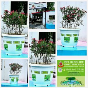 Smiling Tree carried out plantation at Roop Nagar Police Station 30 April 2025. Scores of red nerium oleander flowers were planted there. Smiling Tree carried out plantation at Roop Nagar Police Station 30 April 2025. Scores of red nerium oleander flowers were planted there.
