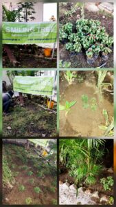 Smiling Tree yesterday planted winter flowers Salvias n Petunias at Maurice Nagar Police Station, Delhi.