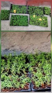 Smiling Tree yesterday gave Hansraj College over eight hundred flowering plants - Petunias, Pansies n Salvias to be planted in the campus.