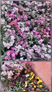 Smiling Tree gives Hansraj College, University of Delhi hundreds of winter flowers on 4th February to be planted at their campus.