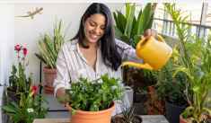 Smiling tree Summer Heat Can Kill Your Plants
